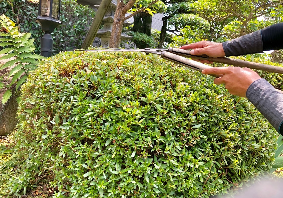 庭木の剪定って？